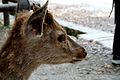 A deer in Nara Park