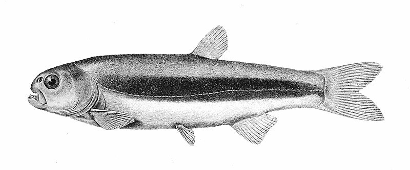 File:Gymnocharacinus bergii, ilustración.jpg