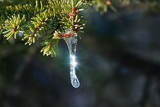 Icicle on a tree