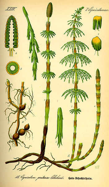 Файл:Illustration Equisetum pratense0.jpg