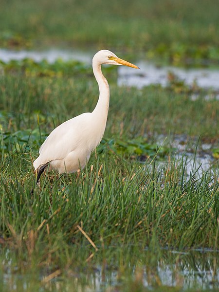 File:Intermediate Egret (19400939253).jpg