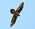 Lammergeier Gypaetus barbatus on way to Tila Lotani