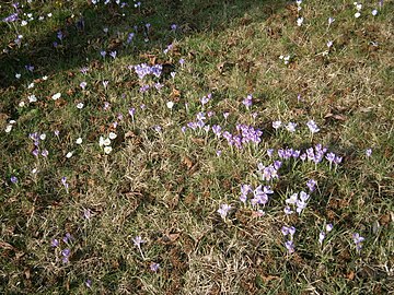 Naturalised crocusses