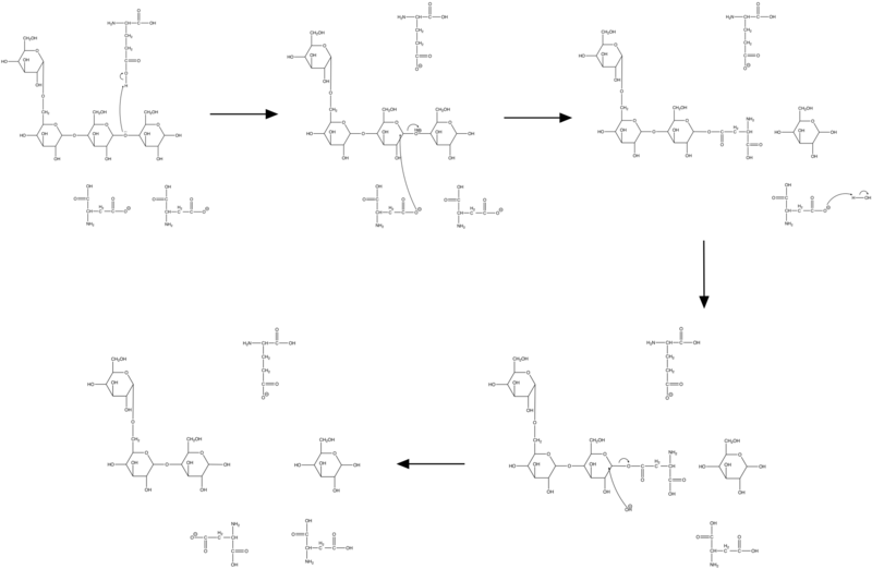 File:Neopullulanase mechanism.png