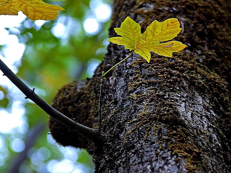 File:Oak tree.jpg