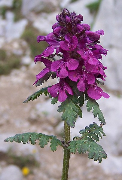 File:Pedicularis verticillata a3.jpg