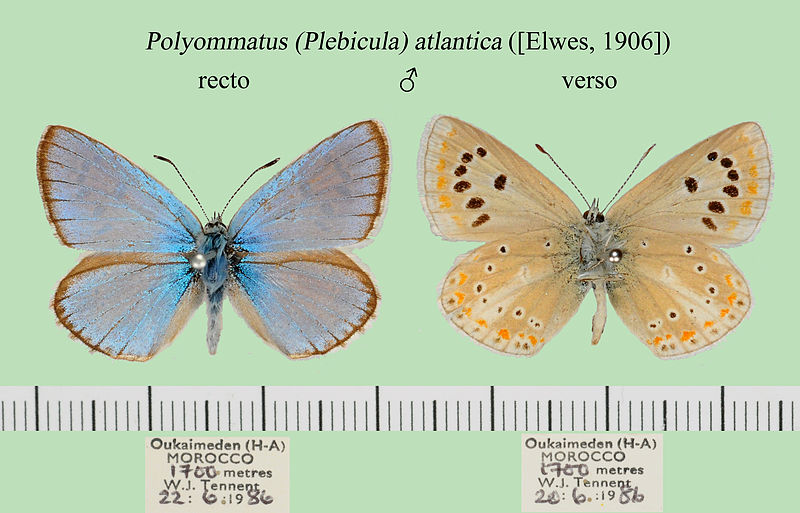 File:PolyommatusAtlanticaMMUpUnAC1.jpg