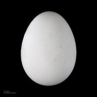 Pterodroma mollis - MHNT