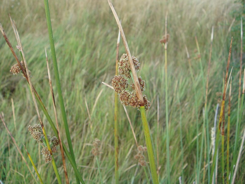 Archivo:Scirpus holoschoenus 1.JPG