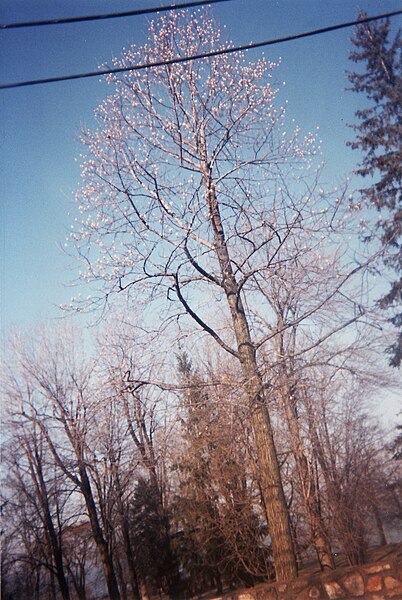 File:Senneville tuliptree.jpg