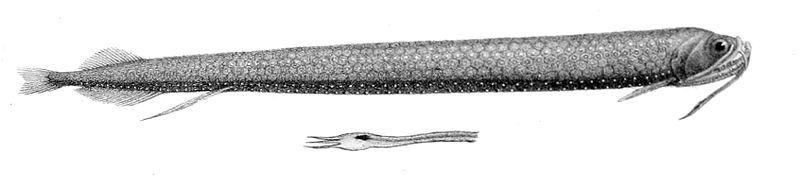 File:Stomias affinis1.jpg