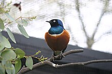 Superb Starling.jpg