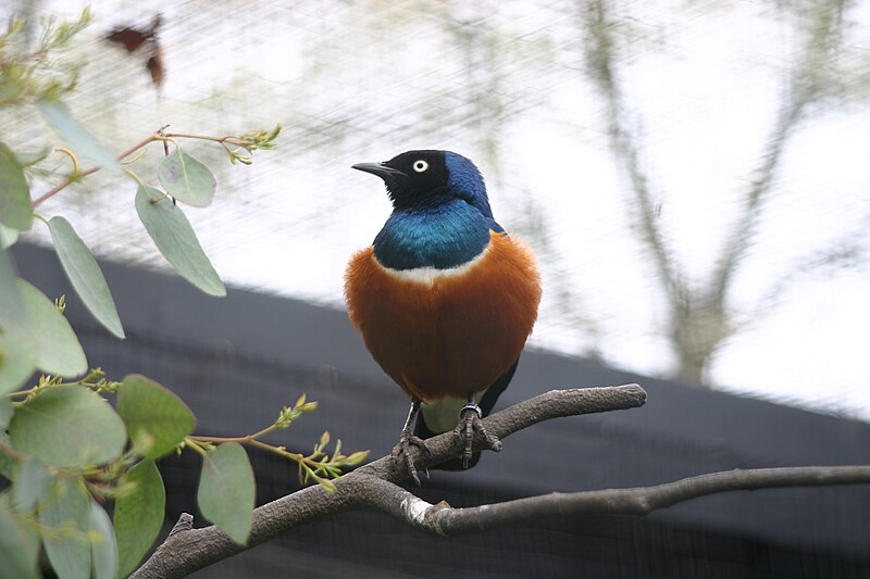 File:Superb Starling.jpg