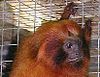 Golden lion tamarin