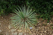 Yucca glauca by Nick.JPG