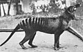 The thylacine was the largest carnivorous marsupial of modern times.