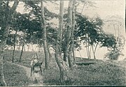 A man walking on a path in Hyochangwon (1913)