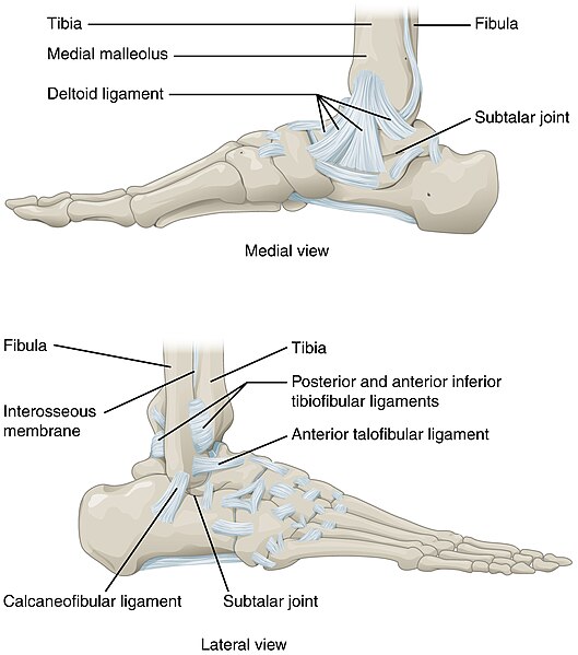 File:919 Ankle Feet Joints.jpg