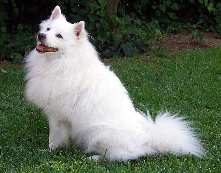 File:American Eskimo Dog.jpg