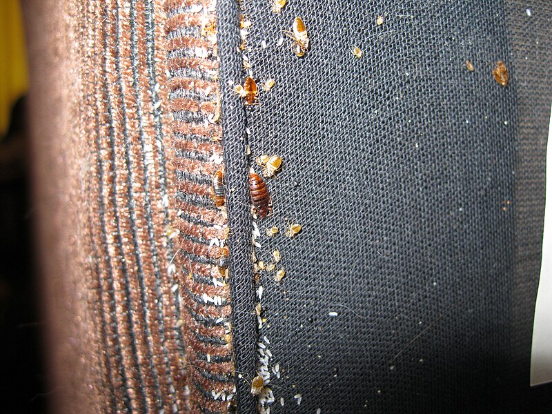 File:Bedbugs.jpg