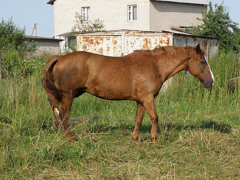 File:Belarusian Harness Horse.jpg