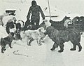 Dogs of the Southern Cross Expedition