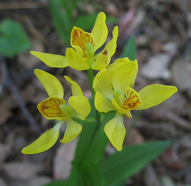 Archivo:Cephalanthera falcata 4.jpg