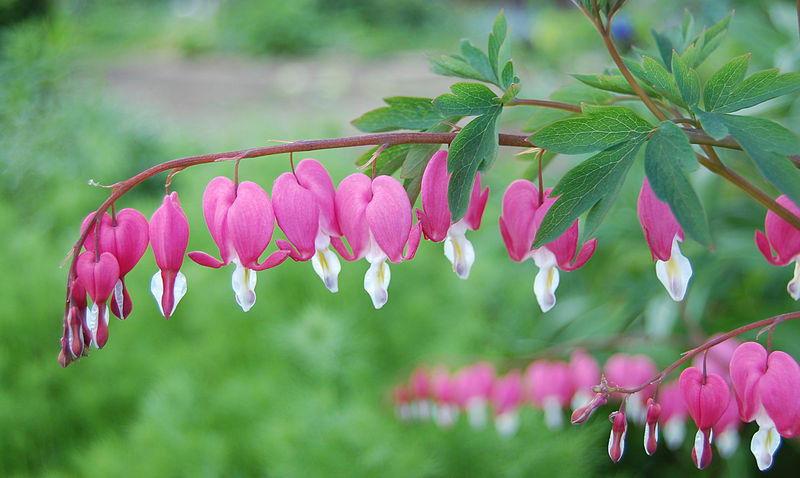 File:Dicentra-spectabilis.jpg