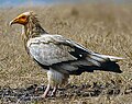 An Egyptian vulture