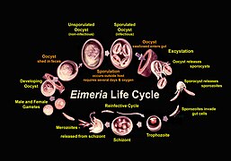 Ciclo de vida de Eimeria (Eimeriidae)