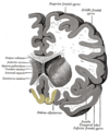 Coronal section of human brain. Straight gyrus depicted as yellow in center bottom.