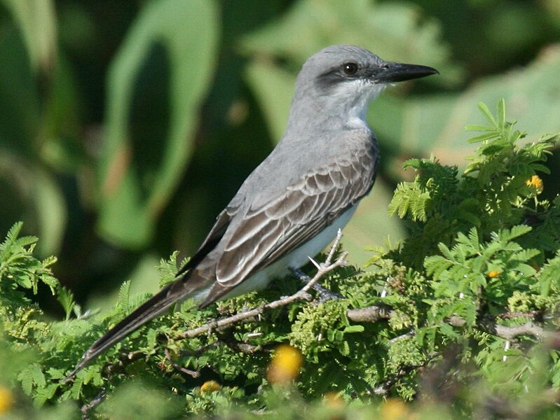 Файл:Grey Kingbird (Tyrannides).jpg