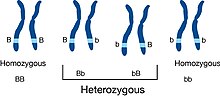 Heterozygous.jpg