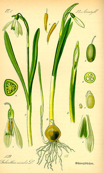 Файл:Illustration Galanthus nivalis0.jpg