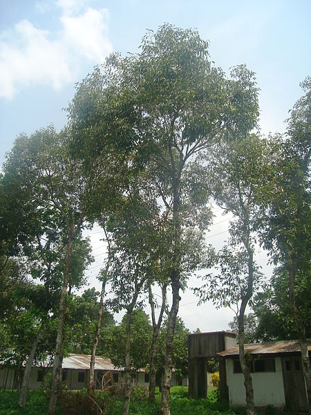 File:Jaam tree2.JPG