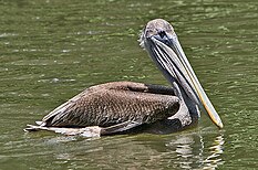 Pink-backed Pelican