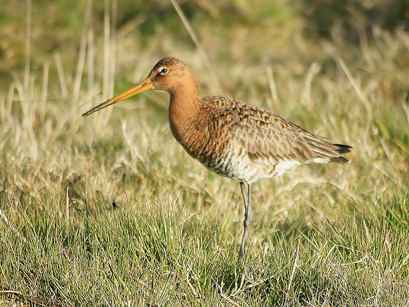 Archivo:Limosa limosa (Uitkerke).jpg