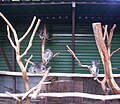 Mother and baby Koalas at the 'Koala Maternity section' of Lone Pine Koala Sanctuary