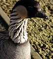 Hawaiian goose Nene State Bird