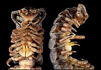 Gonopods are unlike walking legs