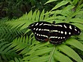 Female Orange-Banded Shoemaker Butterfly (Catonephele orites)