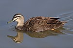 Pacific Black Duck