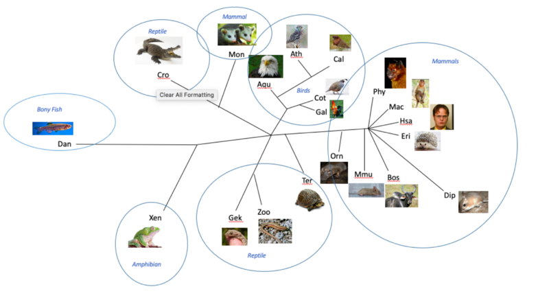 File:Phylogenetic tree RNF128.png