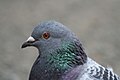 Close-up of a pigeon