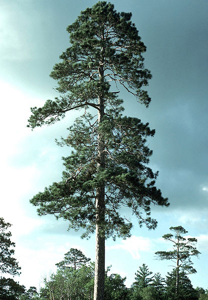 File:Pinus resinosa Itasca.jpg