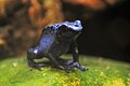 Poison dart frog