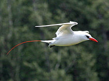 white seabird with red bill and long red tail