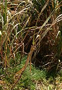 Sugarcane (Saccharum officinarum)