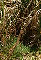 Sugarcane (Saccharum officinarum)