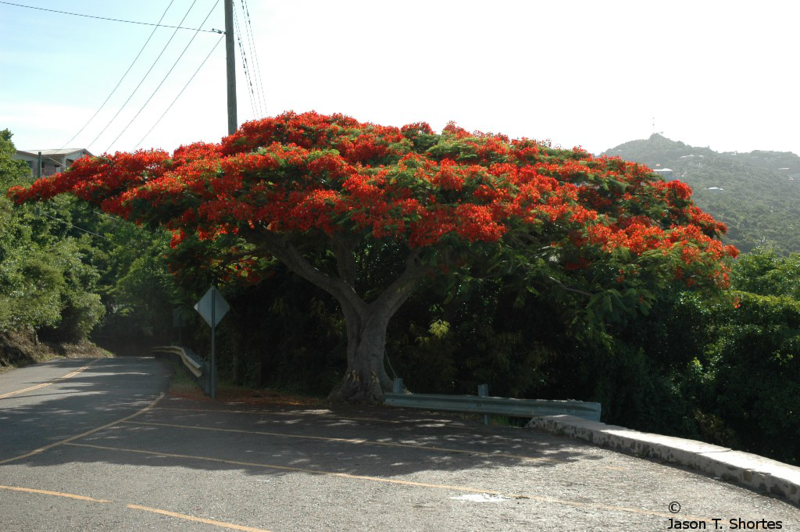 File:Saint Thomas Beautiful Scenery.png